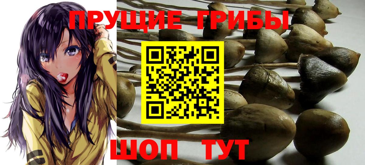Псилоцибиновые грибы Cubensis Нягань
